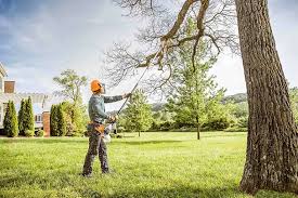 Best Tree Cabling and Bracing  in Pittsfield, IL