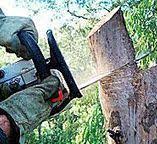Best Emergency Tree Removal  in Pittsfield, IL
