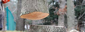 Best Tree and Shrub Care  in Pittsfield, IL