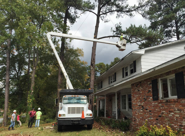 Best Tree Trimming and Pruning  in Pittsfield, IL