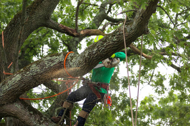 Leaf Removal in Pittsfield, IL
