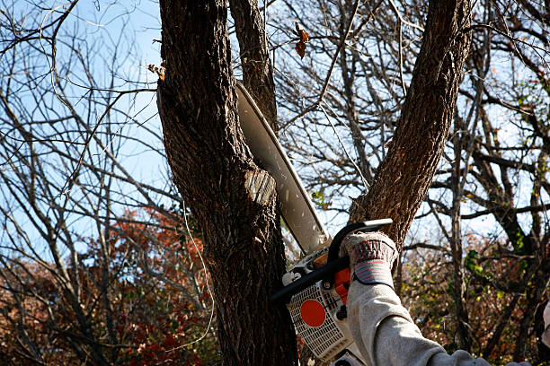 Seasonal Cleanup (Spring/Fall) in Pittsfield, IL