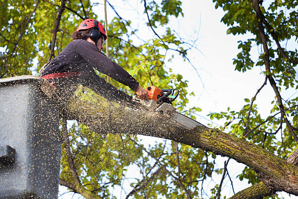 Best Soil Testing and Treatment  in Pittsfield, IL