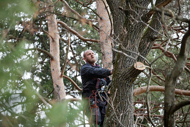 Pittsfield, IL Tree Care Company